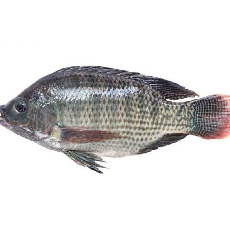 Ikan nila segar 1kg