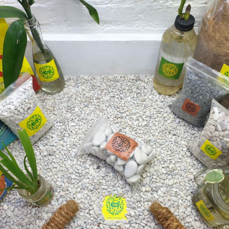 Batu Koral No. 3 Taman Teras Aquarium 1KG Kupang Coral Putih Besar