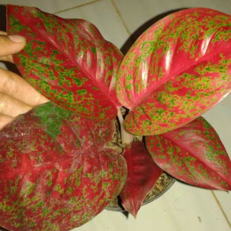 Bibit Bunga Aglonema Stardust