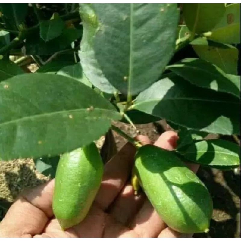 bibit lemon california | pohon lemon california import