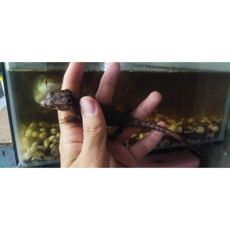 crocodile skink, kadal duri mata merah bukan gecko ular