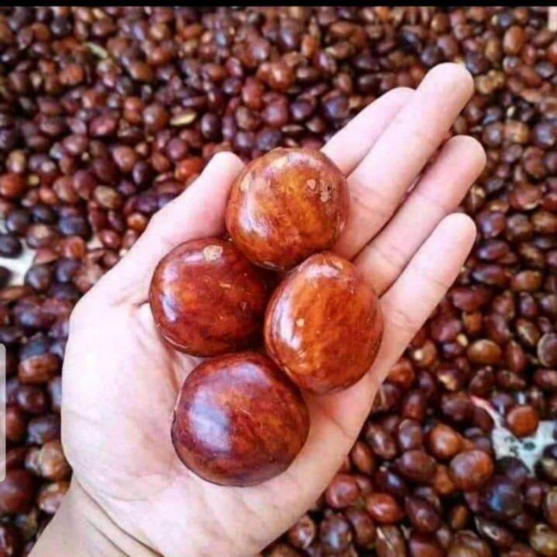 

jengkol tua, jengkol mentah, jengkol rendang per setengah kilo