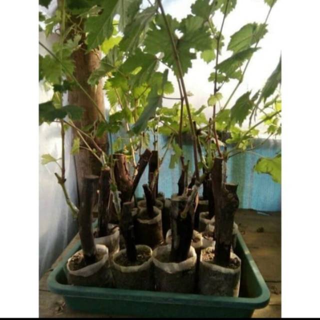 Bibit Anggur Import BAZHENA Grafting