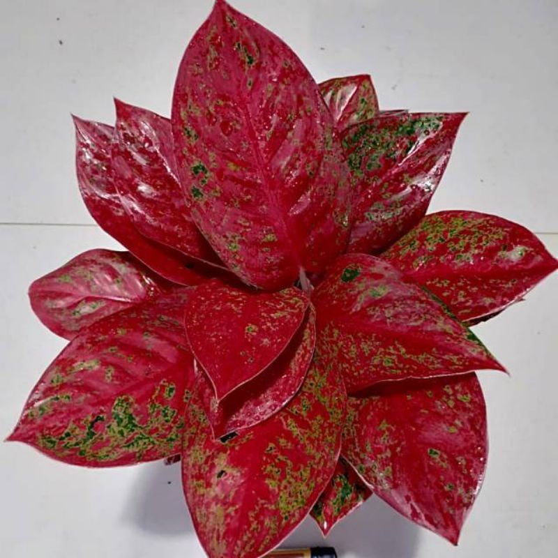 Aglaonema red stardust /Aglonema red stardust / Aglonema red stardust (Tanaman hias aglaonema red st