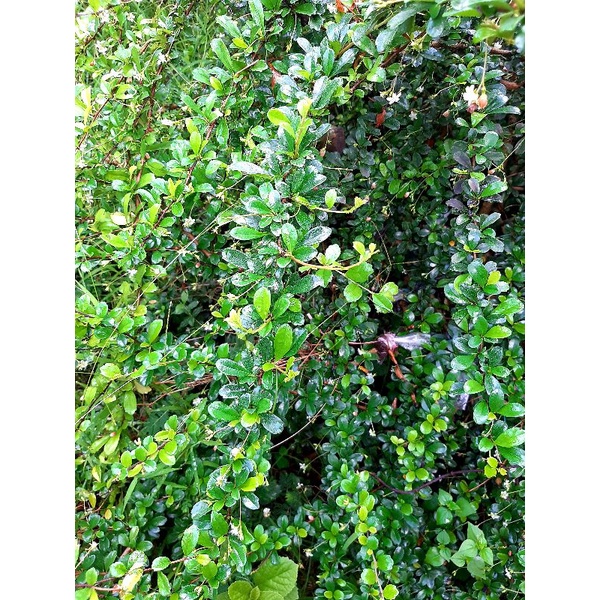 bahan bonsai hokiantea bunga import /bibit bonsai hokiantea bunga import