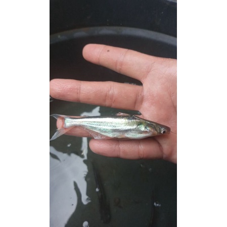 bibit ikan patin ukuran 7-8 cm