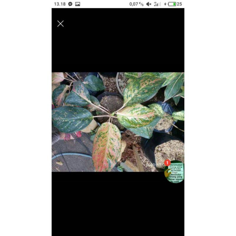 bunga aglonema kocin