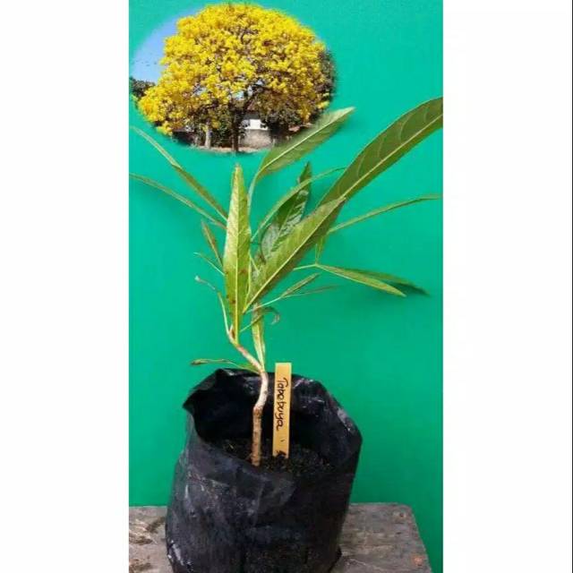 Bibit tanaman hias bunga sakura tabebuya kuning bunga Bibit tanaman hias bunga sakura tabebuya kuning bunga