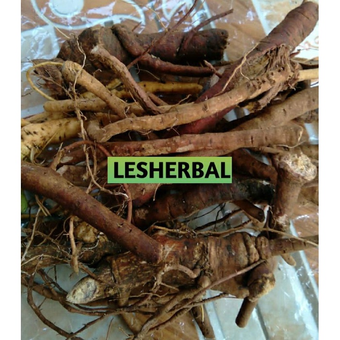 

akar tanaman putri malu fres 500gram