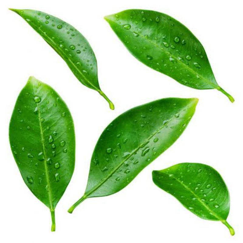 

DAUN JERUK