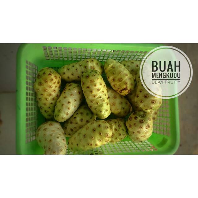 

Buah mengkudu