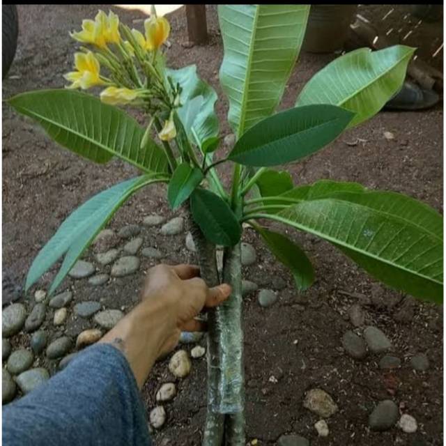 Bibit stek kamboja bungan kuning-tanaman kamboja -kamboja bali