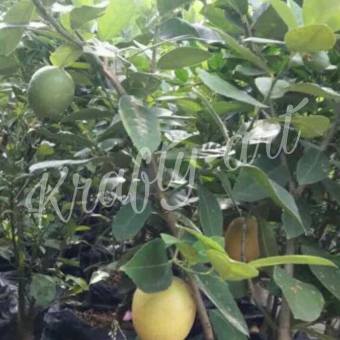 Pohon Jeruk Lemon / Lemon Tree / Jeruk Lemon