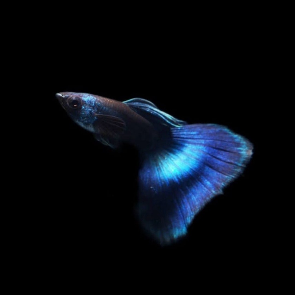 Guppy Blue Moskow