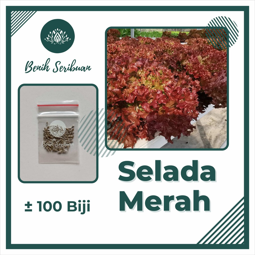 100 Biji Benih Selada Keriting Merah Sayuran Olga Red Lettuce Bibit Tanaman Sayur Seribuan