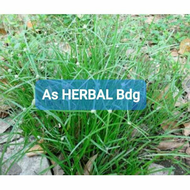 

Daun pendul rumput pendul tanaman pendul 500 gram-az