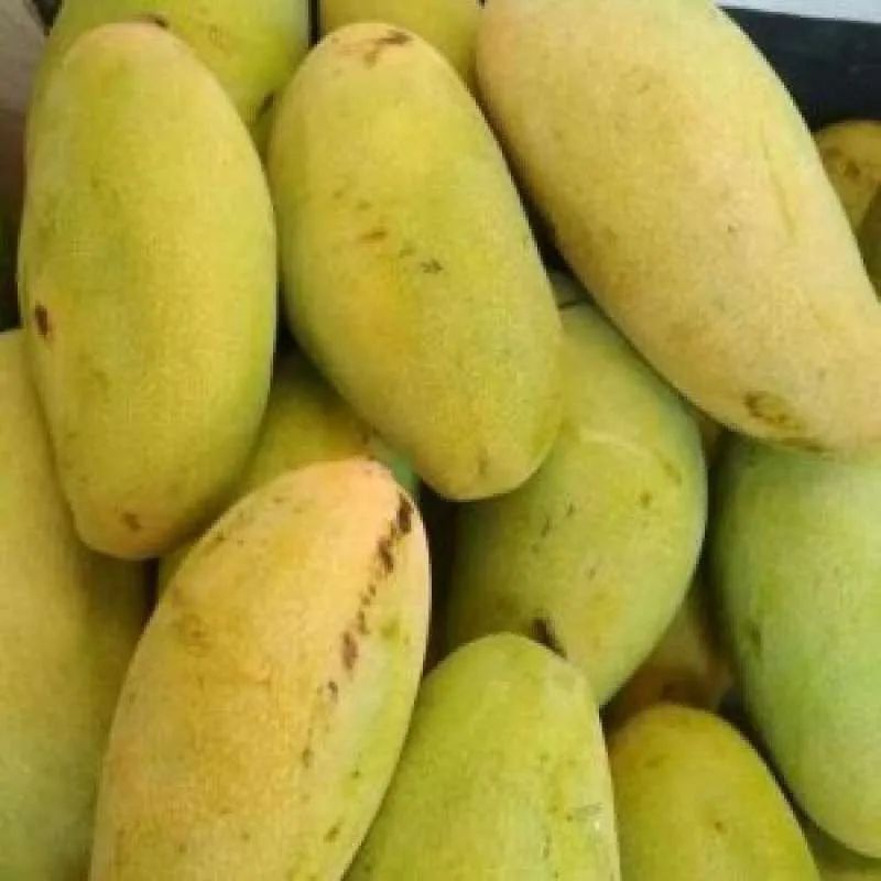 

MANGGA GOLEK fresh super manis per 1kg
