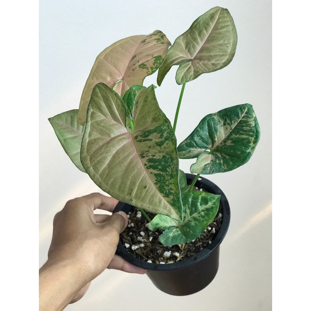 Syngonium Pink Flecked