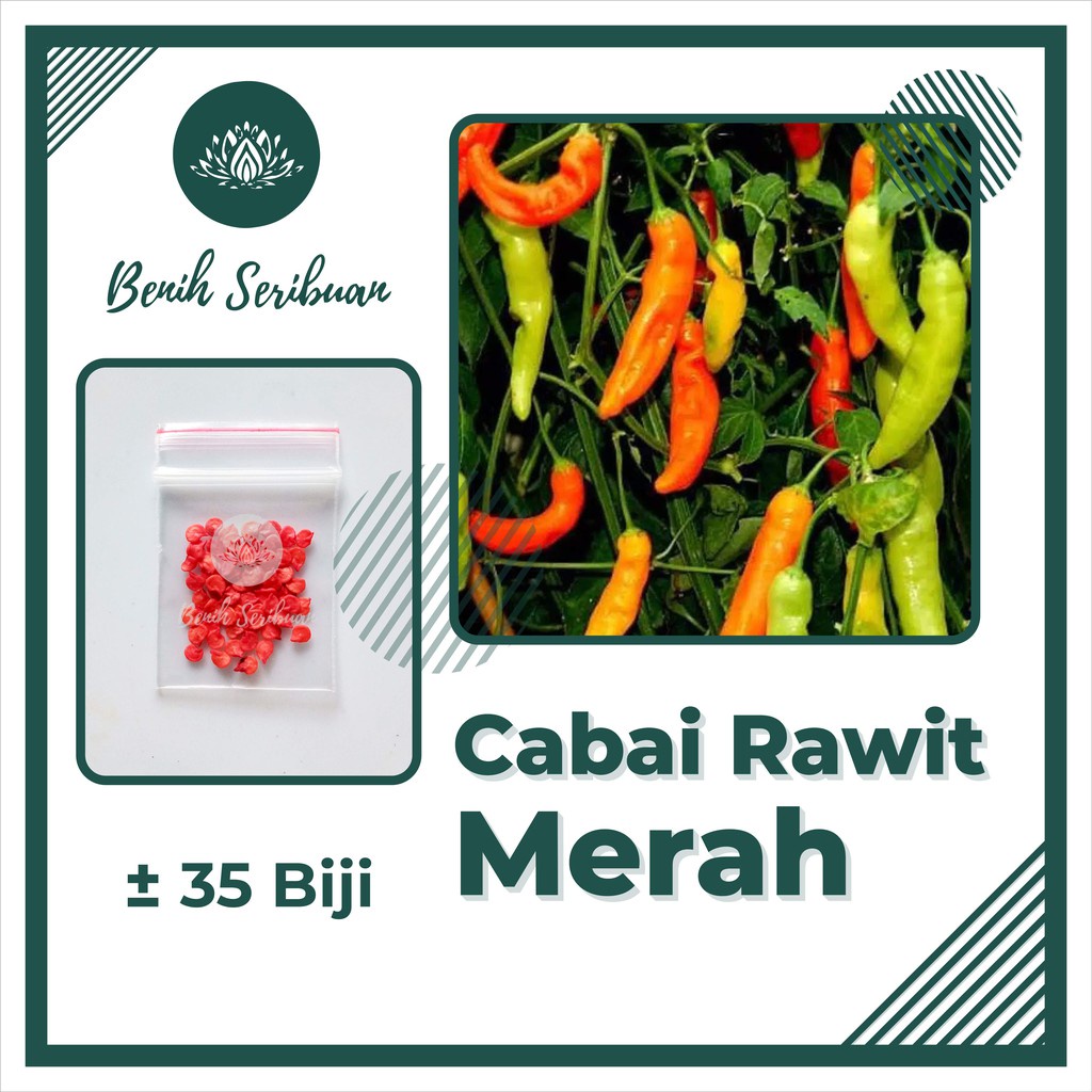 35 Biji Benih Cabe Rawit Setan Cabai Merah Sigantung Bibit Sayuran Unggul Tanaman Sayur Seribuan