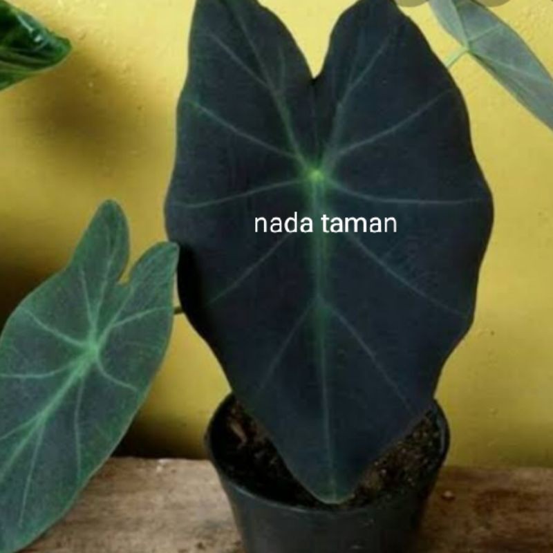 jual tanaman keladi Black magic/keladi hitam