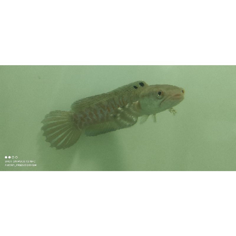 RedSTRIPE PULCHRA 14-15cm