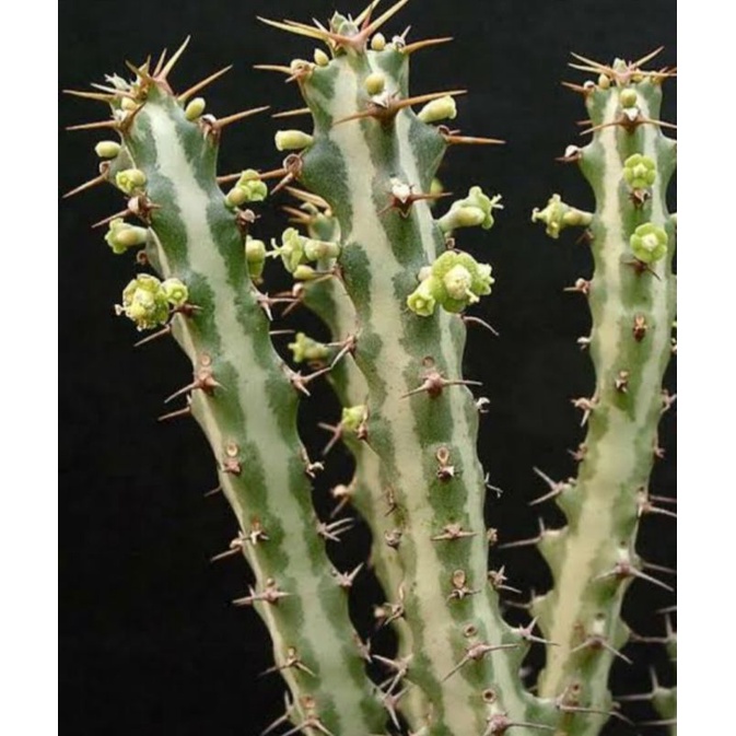 Kaktus Euphorbia Knuthii