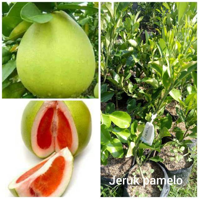 Bibit buah jeruk pamelo