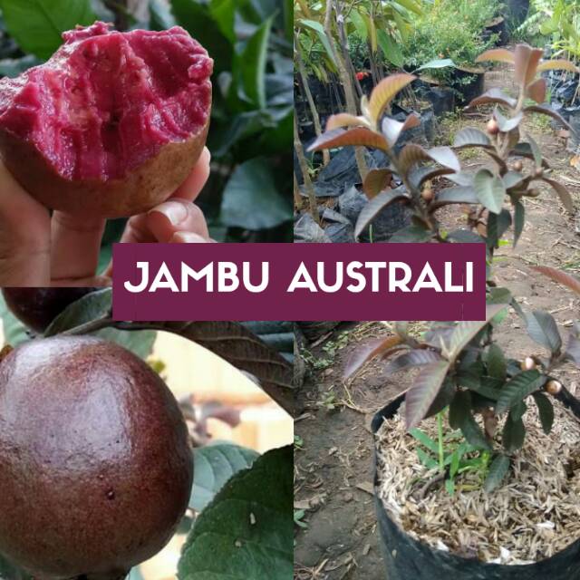 Jambu Air Biji Merah, Bibit tanaman Jambu, jambu ungu, jambu biji australi, bibit jambu air merah
