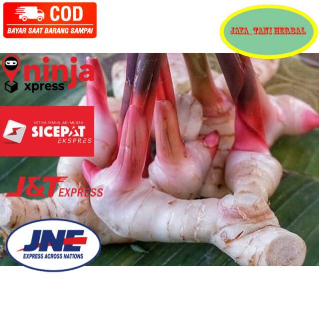 

Umbi lengkuas basah segar 1kg laja gowah jahe alas hutan Order di jaya_tani herbal