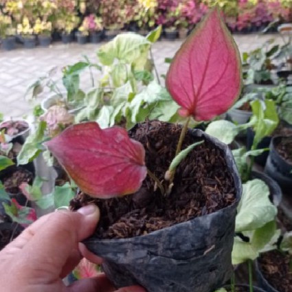 Bunga Hias Keladi Caladium Infinity Cantik Murah Berkualitas