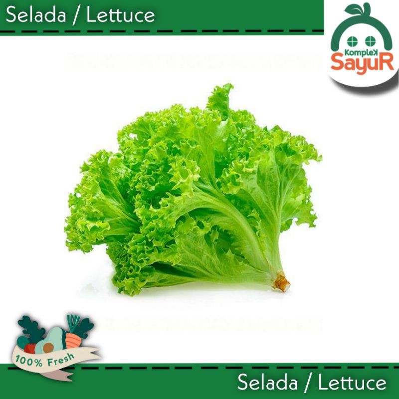 

Daun Selada Segar Pilihan 100 gr