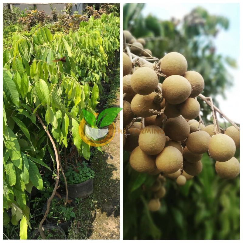 BIBIT KELENGKENG KATEKI SUPER