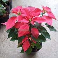 tanaman kastuba merah/bibit tanaman kastuba