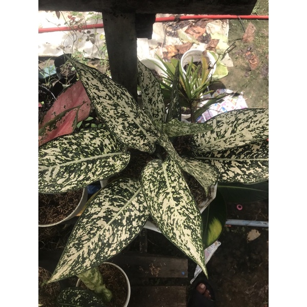 aglaonema big leaf aglonema big leaf