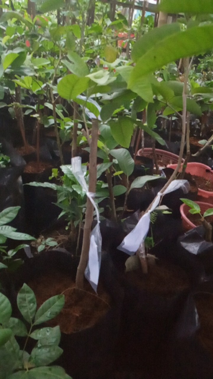 Tanaman Kelengkeng Diamon Unggul/kelengkeng Diamon Super