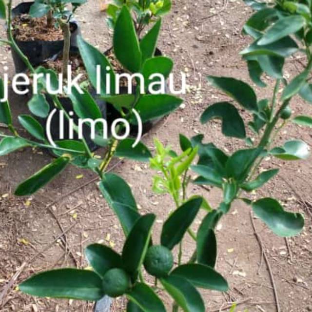 Bibit jeruk limau berbuah