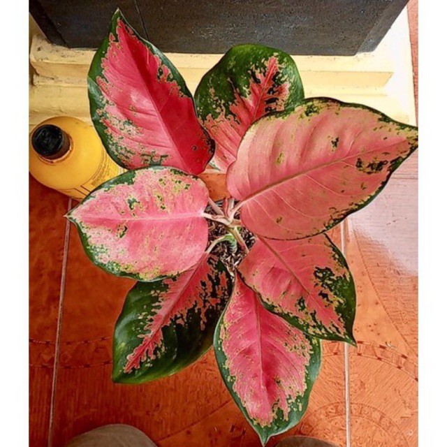 Aglaonema / Aglonema KOCHIN MAJESTY Besar / Jumbo / Induk / Rimbun