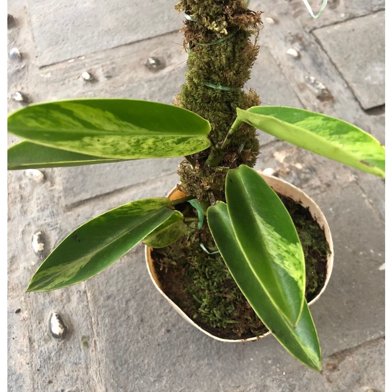 rapidopora eliptifolia varigata rhaphidophora elliptifolia variegata