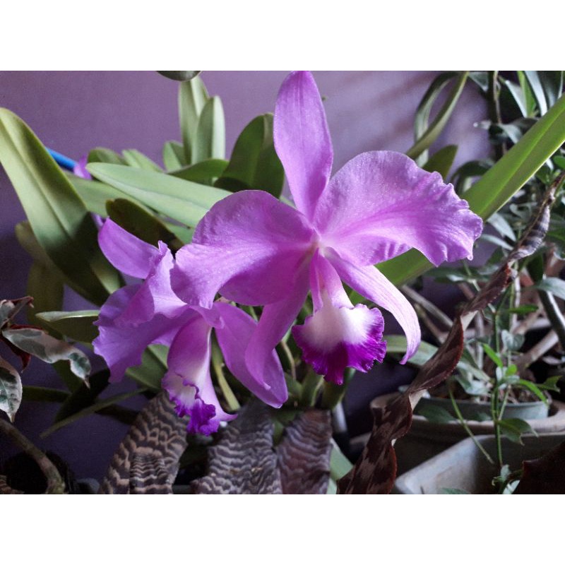 Anggrek Cattleya Mantini