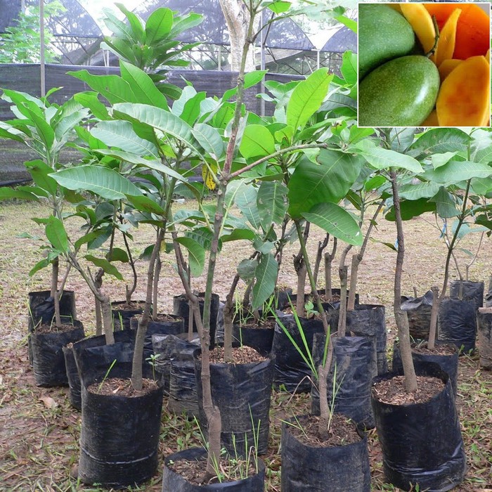 Bibit Mangga Manalagi Pohon Mangga Bibit Buah Mangga Manalagi