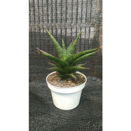 Sansevieria hybrid S. Cordova x Downsi (lidah mertua/sanse/sansivera/tanaman pembersih udara indoor)