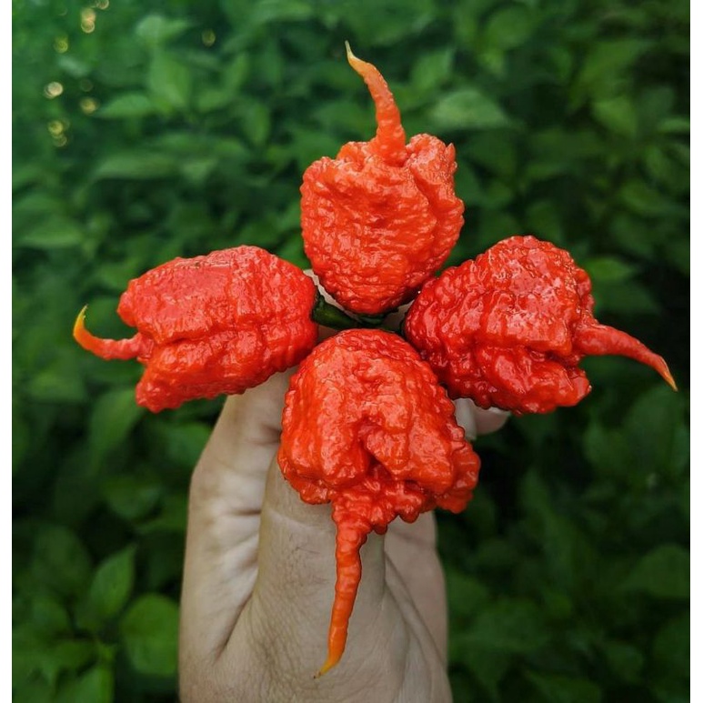 Carolina reaper