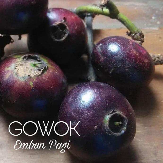 TERBAIK Bibit Buah Gowok atau Kupa Langka TERMURAH