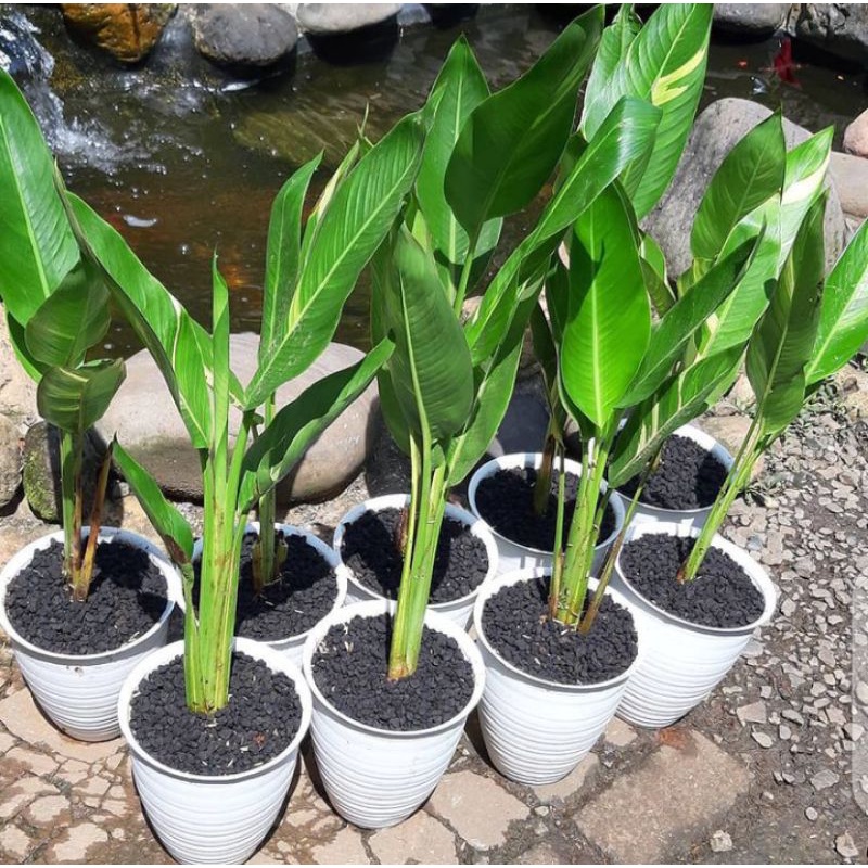 Tanaman hias pisang heliconia variegata | pisang heliconia variegata
