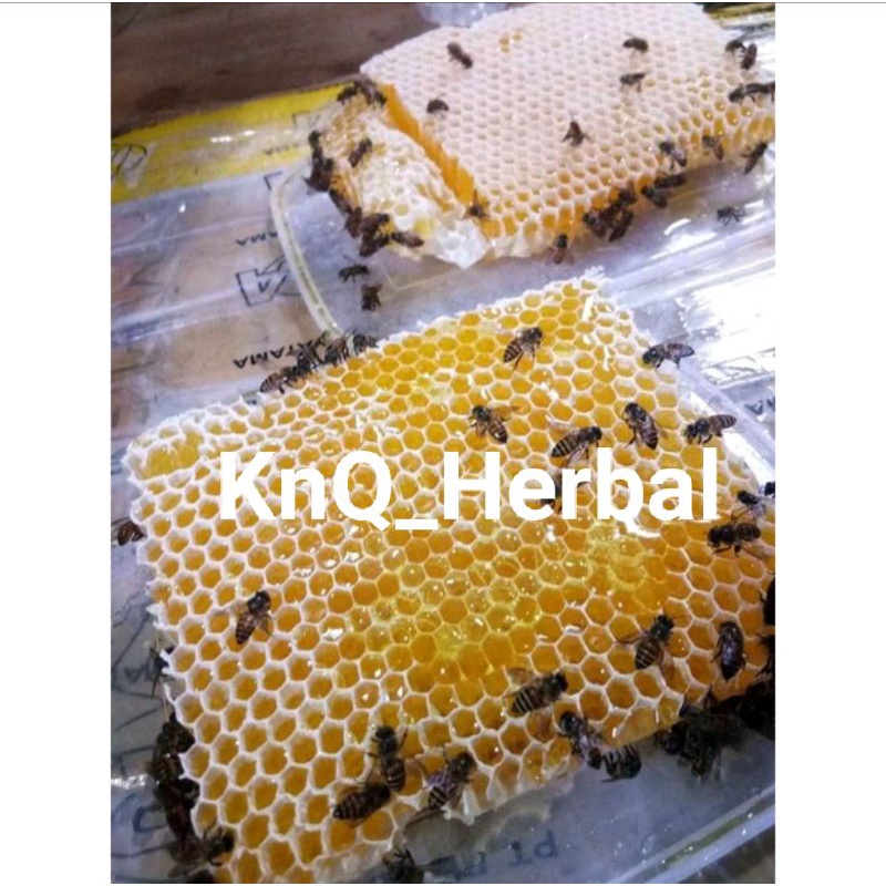 

Madu Sarang Asli Madu Lebah Hutan 500gram