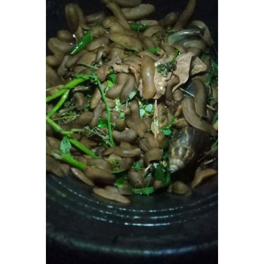 Rerespo/ Pacet 20 ekor