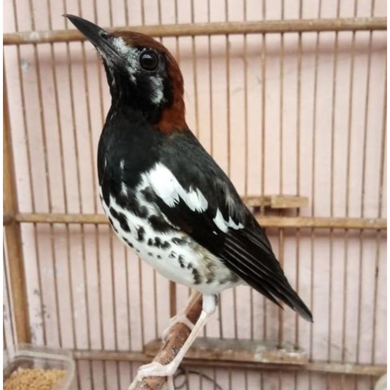 anis kembang jantan ngeplong