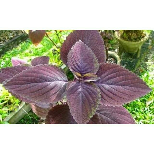 

DAUN MIYANAN SEGARR 250 gram