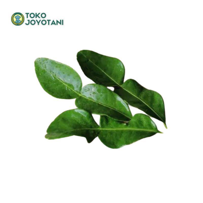 

Daun Jeruk Segar Baru Petik Rempah Penyedap Rasa