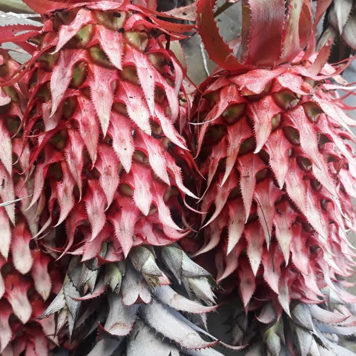 

Nanas Merah ASLI Muda Segar 1 Kg PROMO